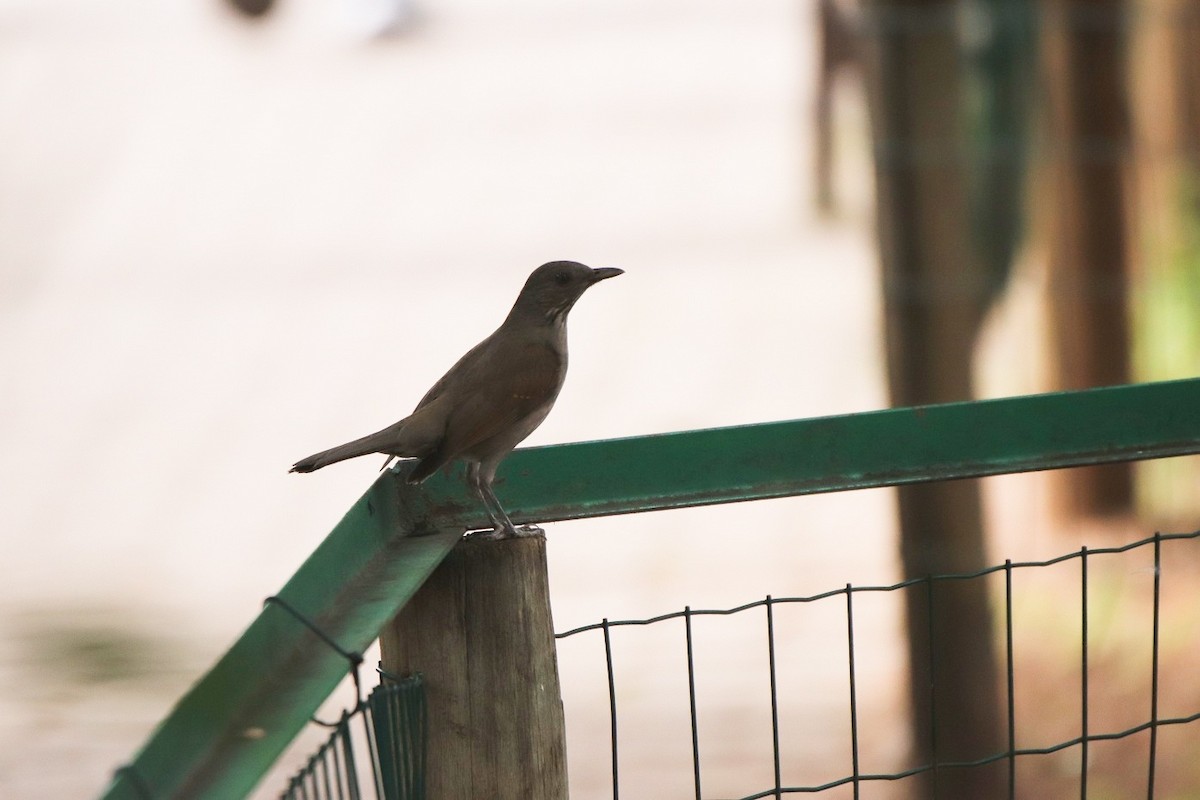 Pale-breasted Thrush - ML479140891