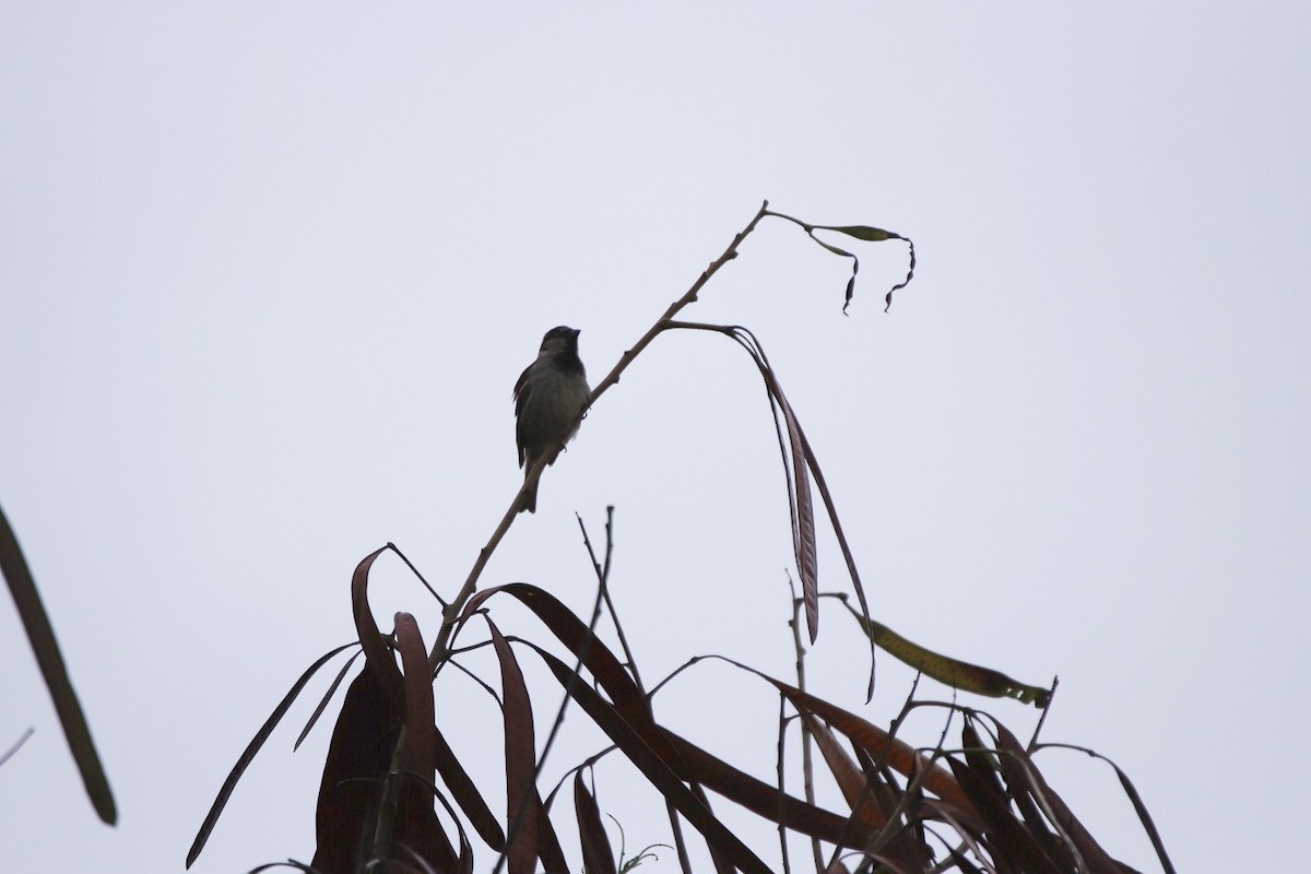 House Sparrow - ML479140991