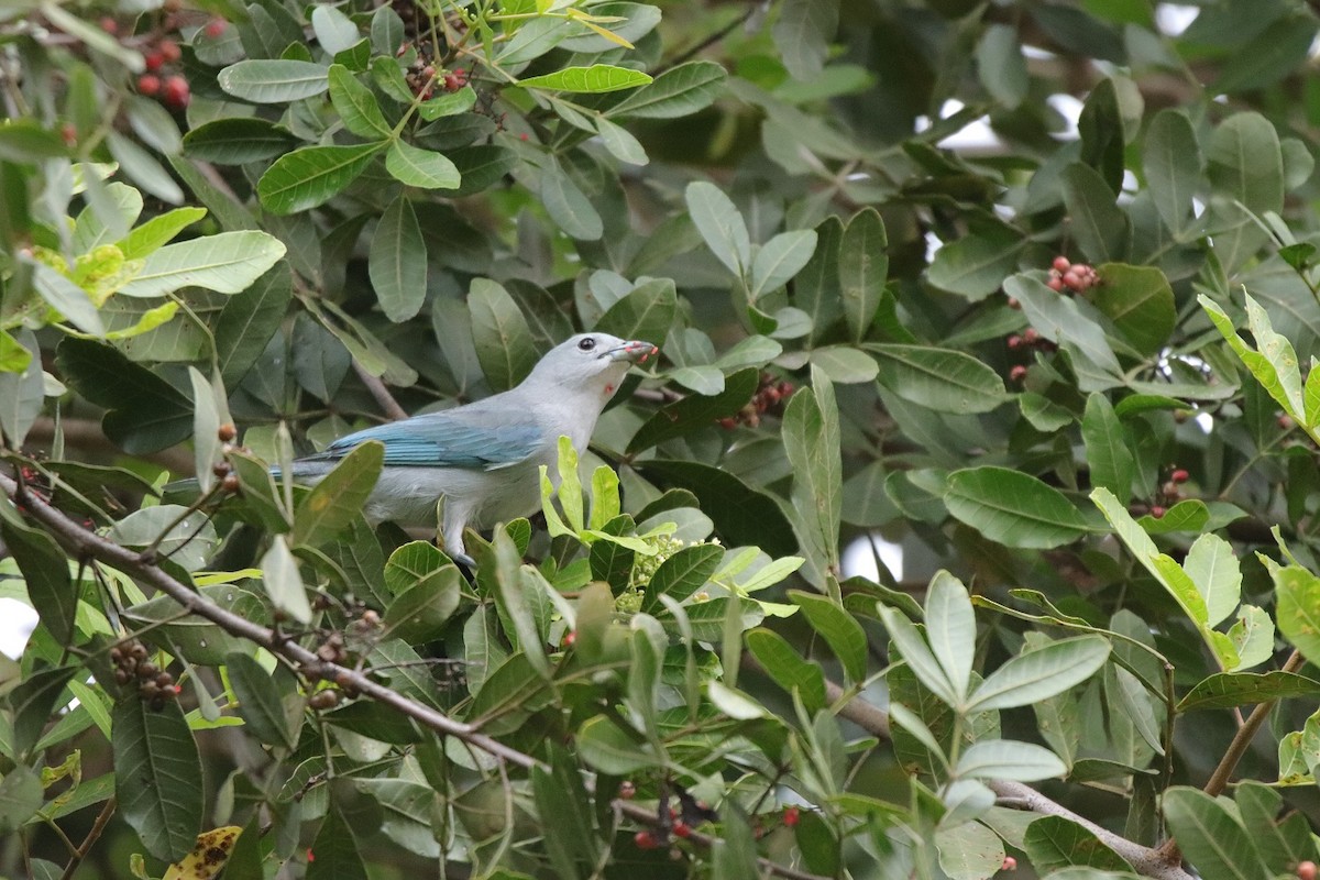 Sayaca Tanager - ML479141031