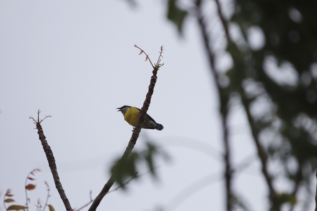 Bananaquit - pedro maia