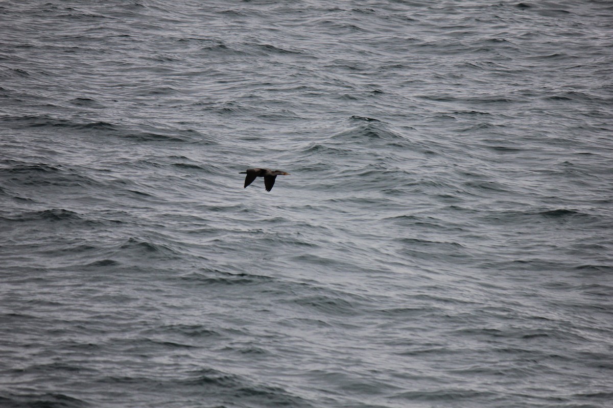 Double-crested Cormorant - ML479141421