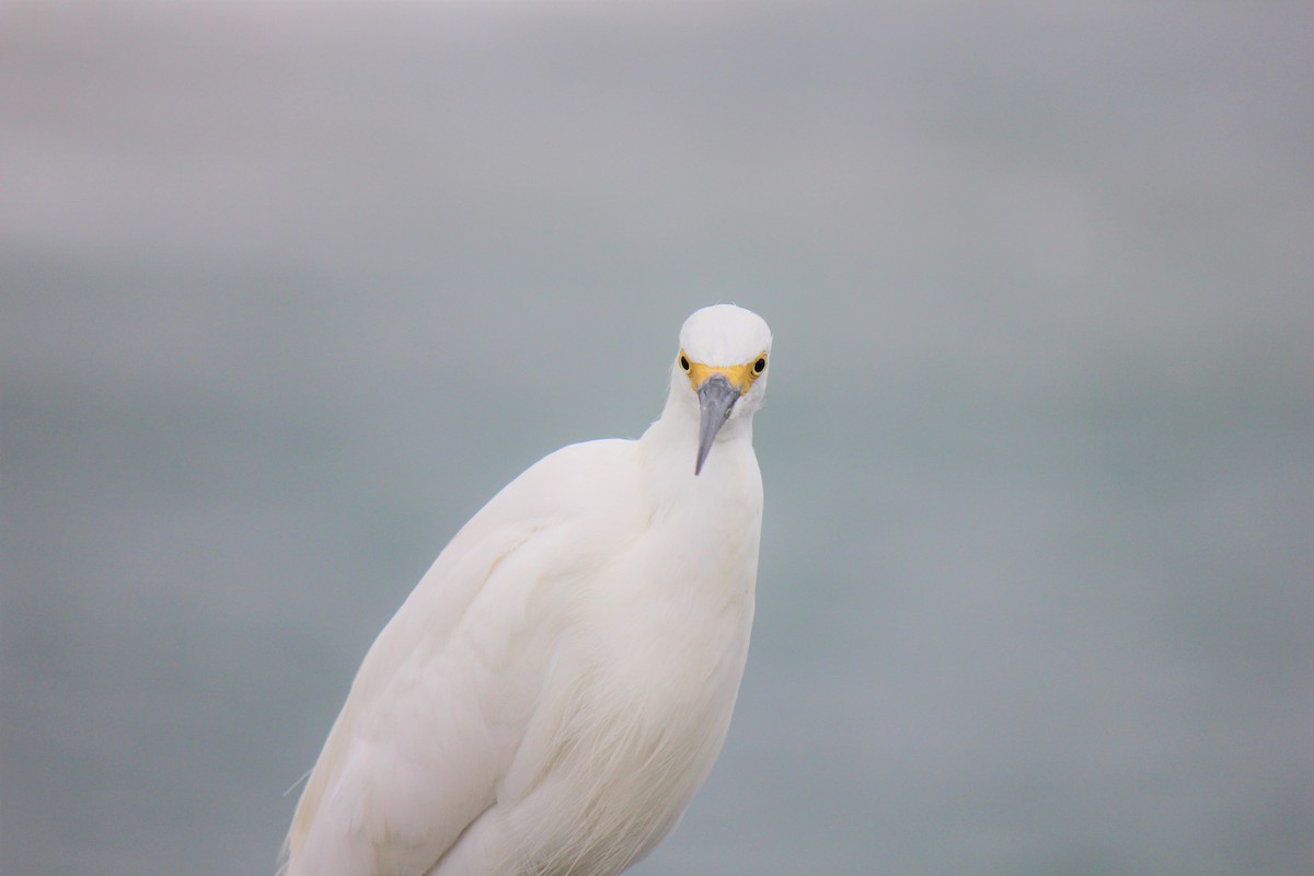 Snowy Egret - ML479141641