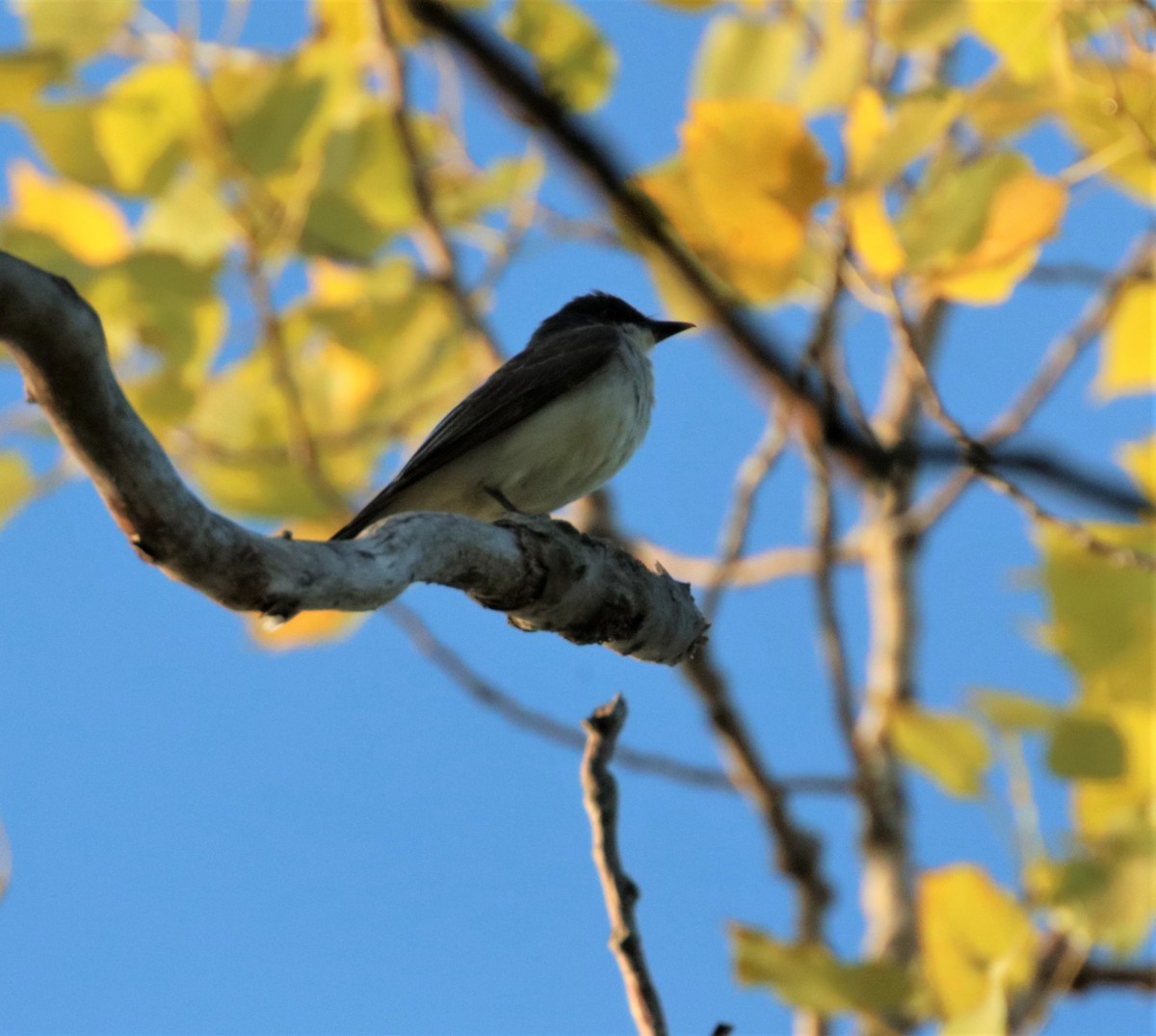 Eastern Kingbird - ML479142521