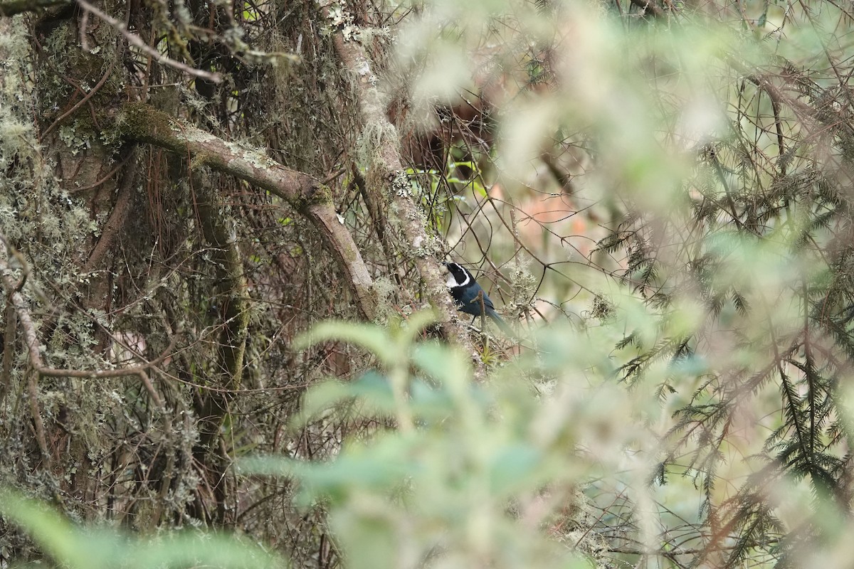 White-throated Jay - ML479143231