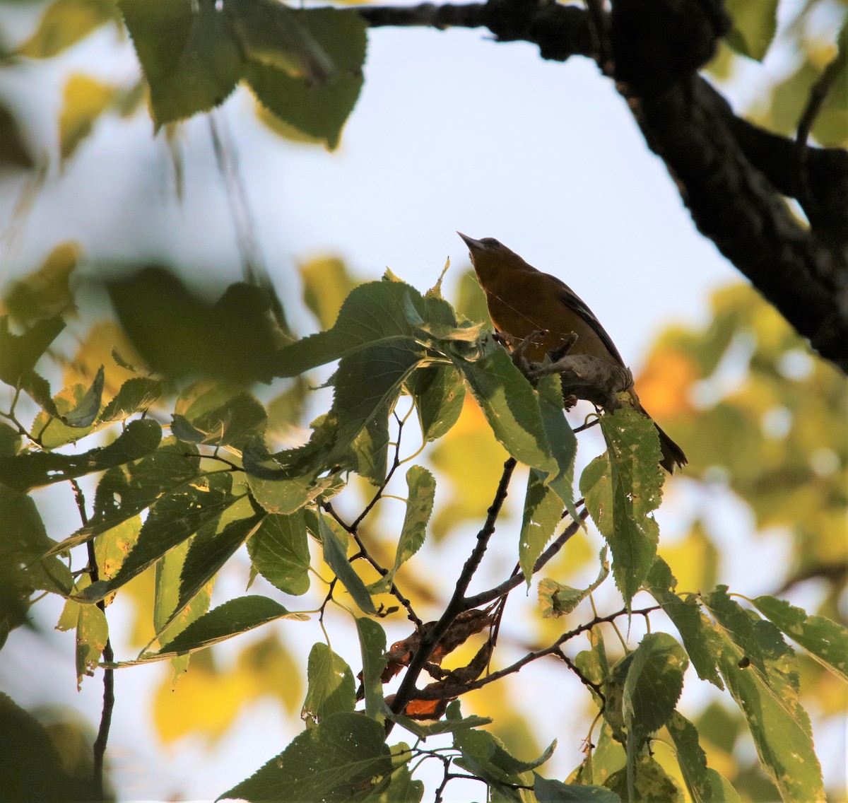 Baltimore Oriole - ML479143491