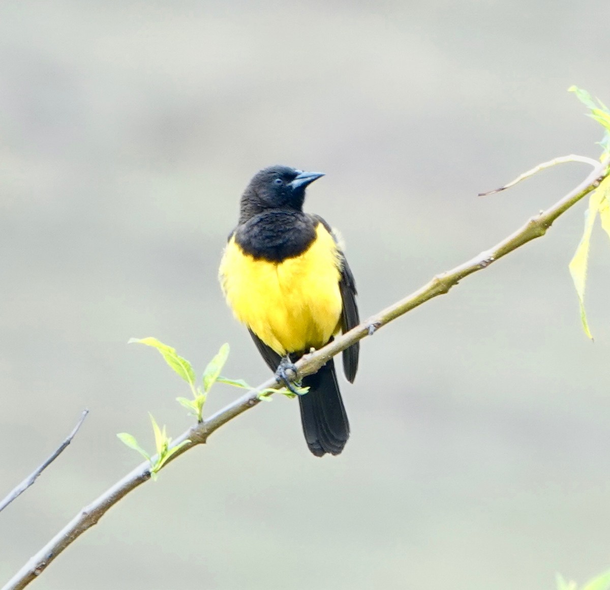 Yellow-rumped Marshbird - ML479143941