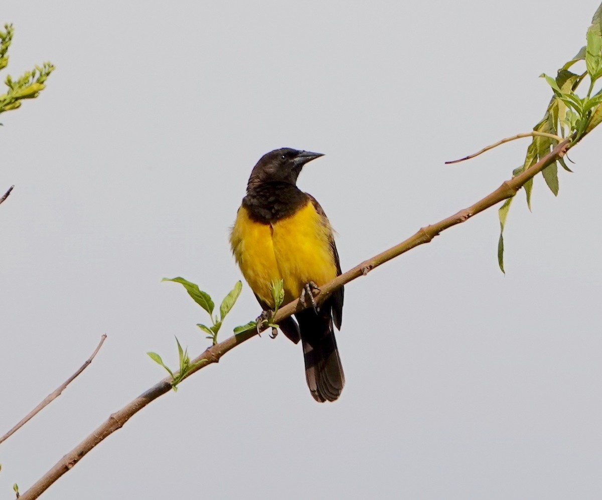 Yellow-rumped Marshbird - ML479144501