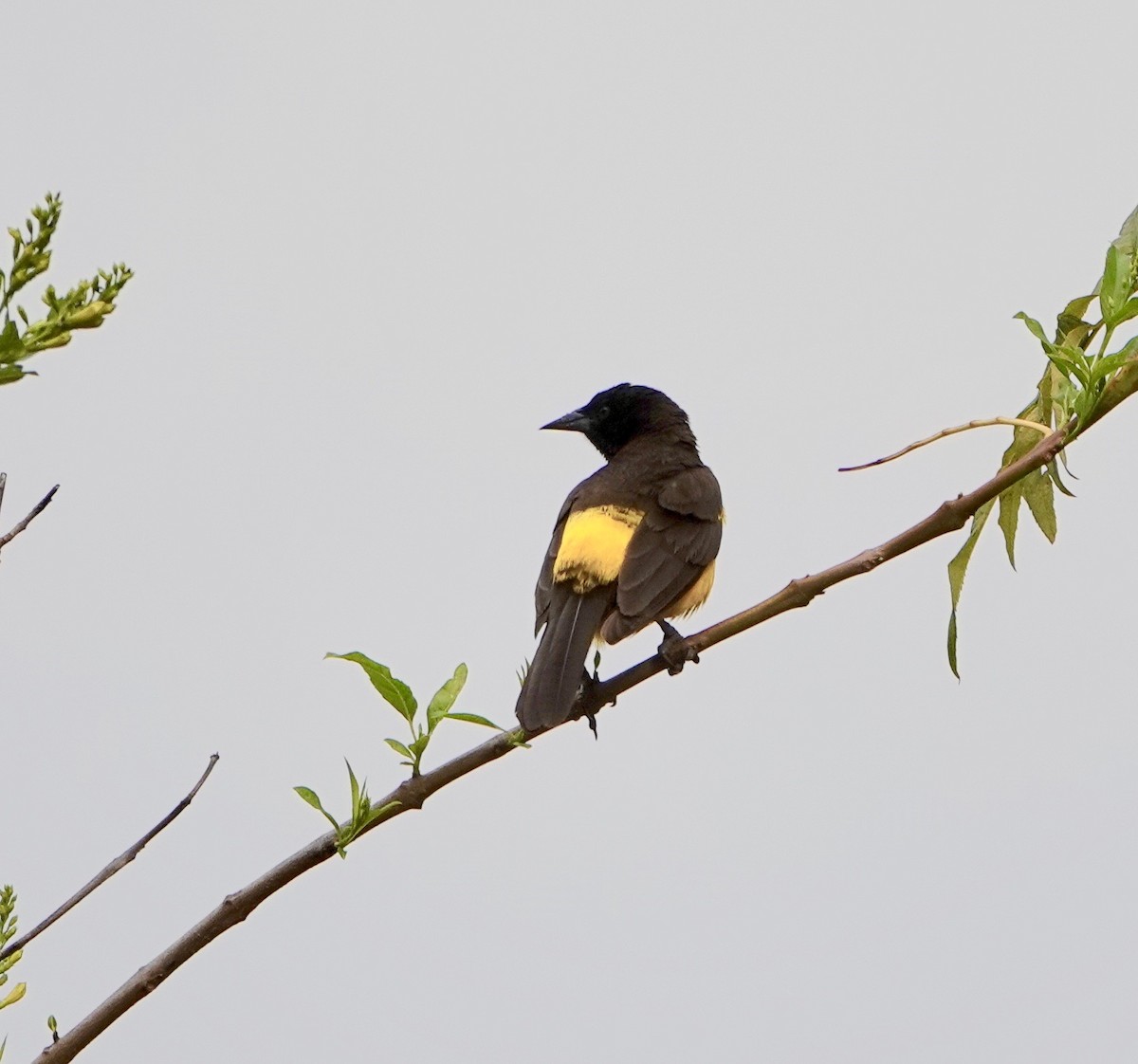 Yellow-rumped Marshbird - ML479144951