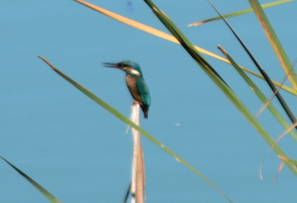 Common Kingfisher - Jorge Leitão