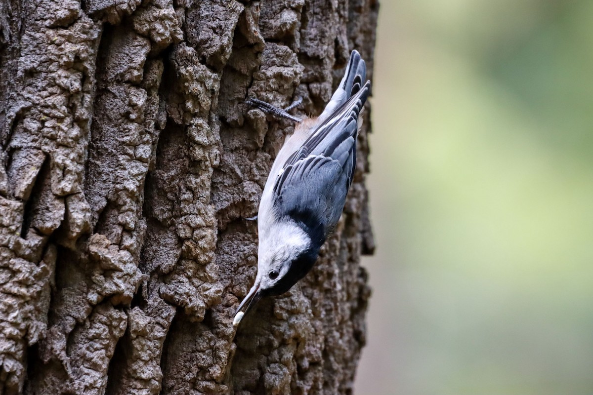 White-breasted Nuthatch - ML479146421