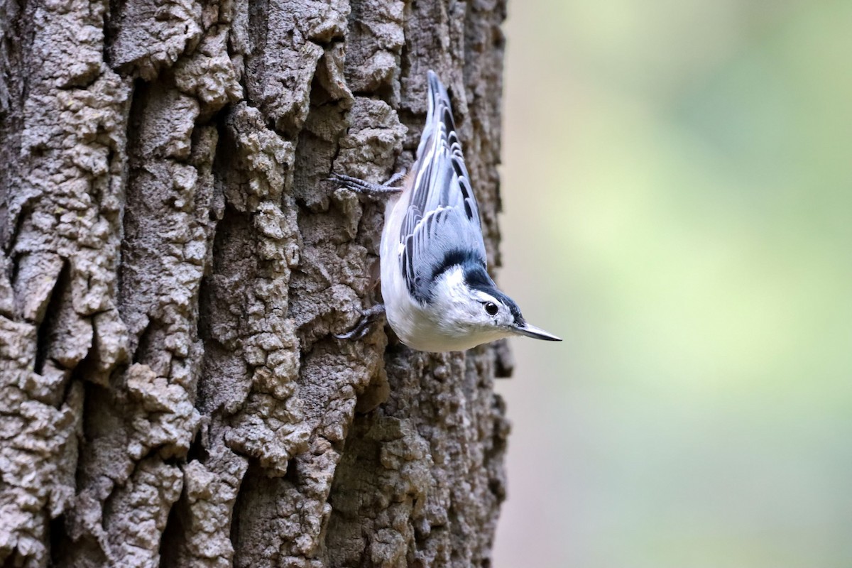 White-breasted Nuthatch - ML479146431