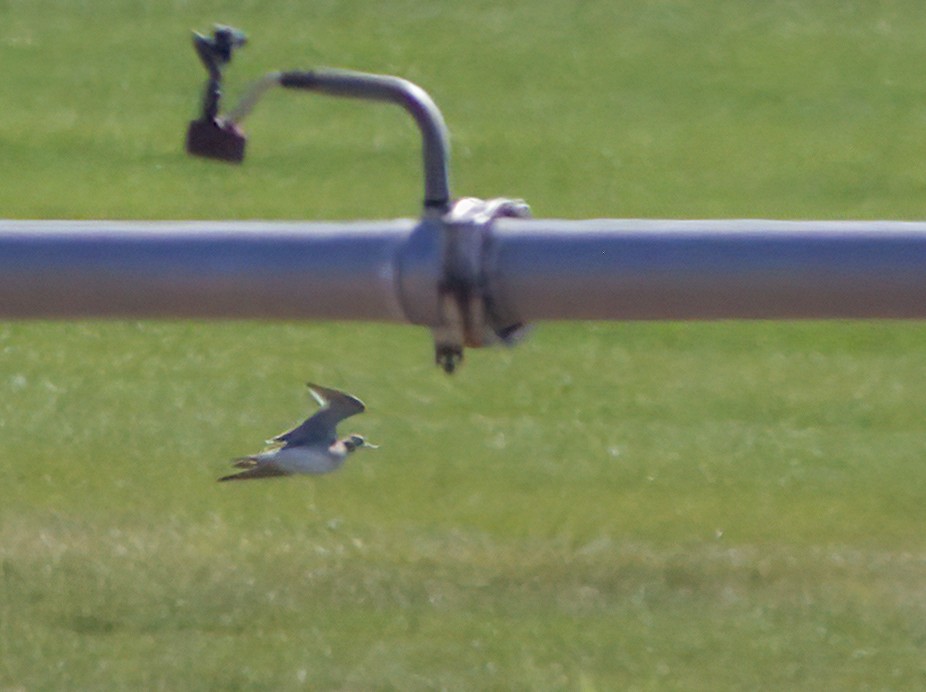 Upland Sandpiper - ML479146731