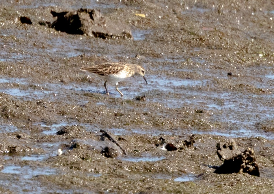 Least Sandpiper - ML479146761