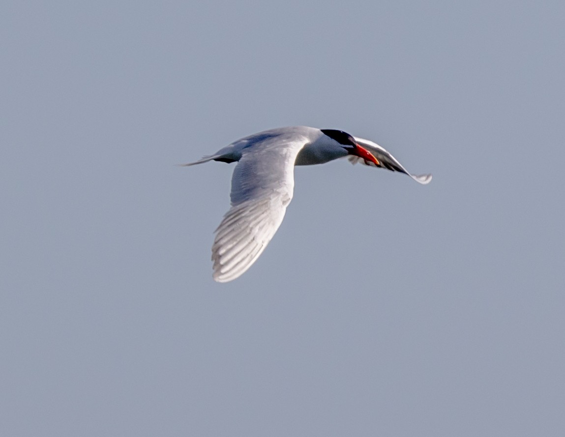 Caspian Tern - ML479146991