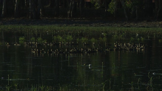 Wandering Whistling-Duck - ML479147