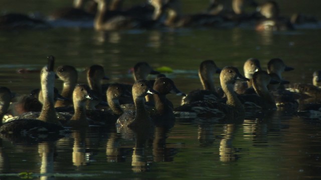 Wandering Whistling-Duck - ML479148