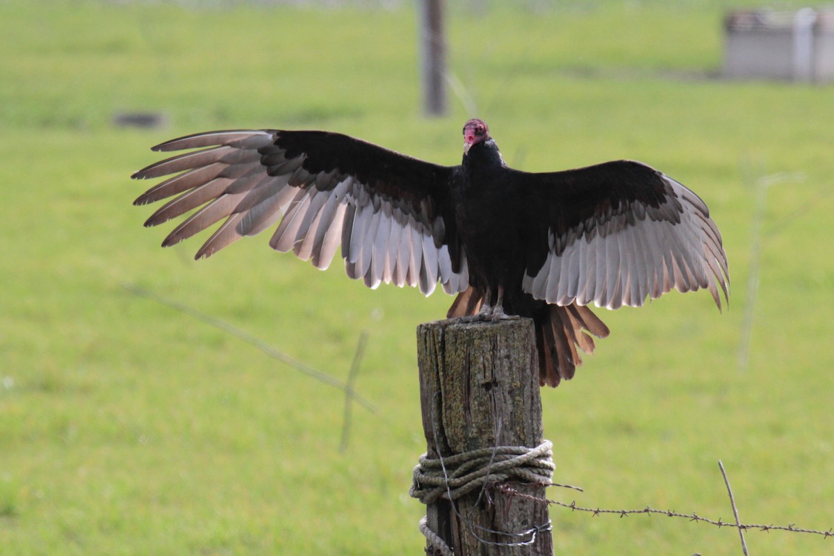 Turkey Vulture - ML47914821