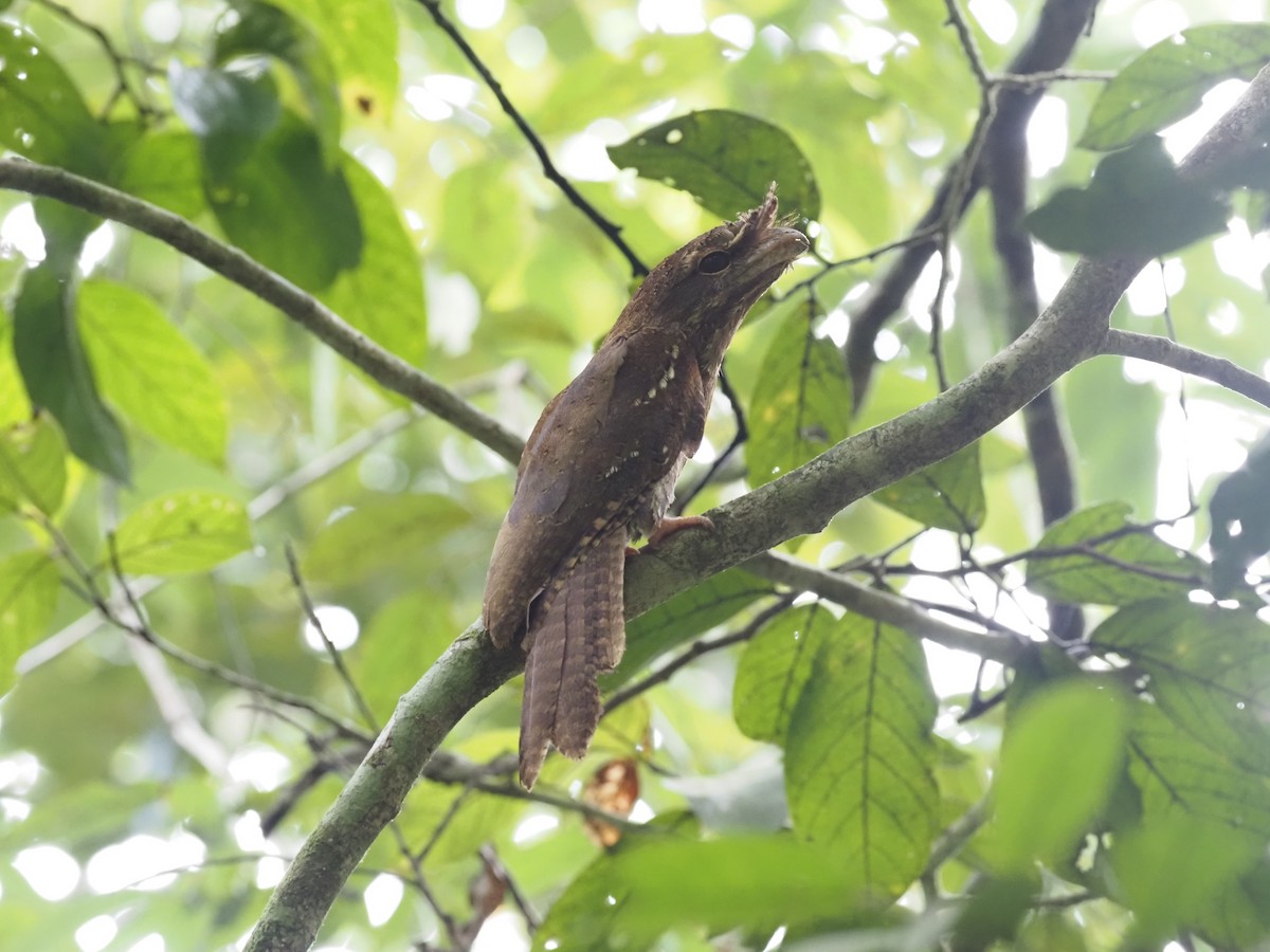 Podargo Ocelado (grupo ocellatus) - ML479148351