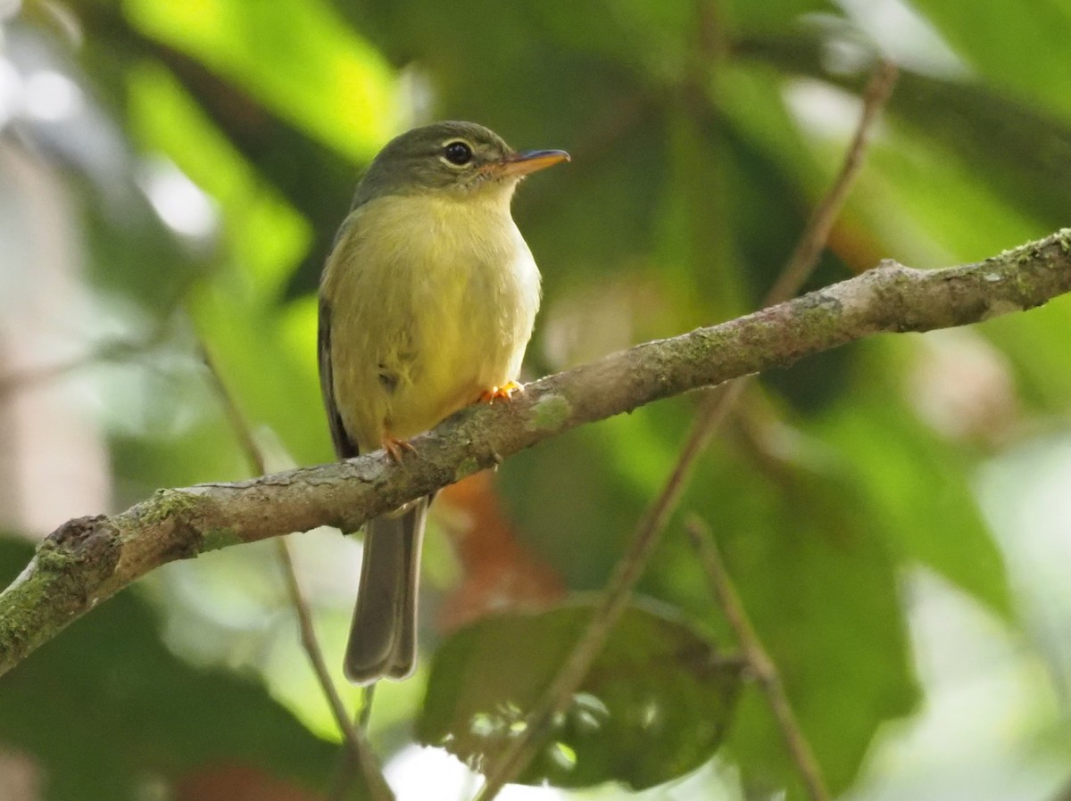 Olive Flyrobin - Stephan Lorenz