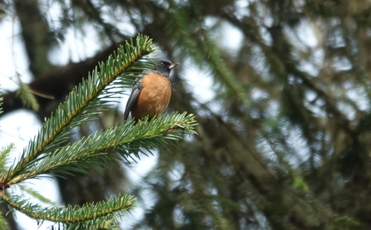 Cinnamon-bellied Flowerpiercer - ML479150051