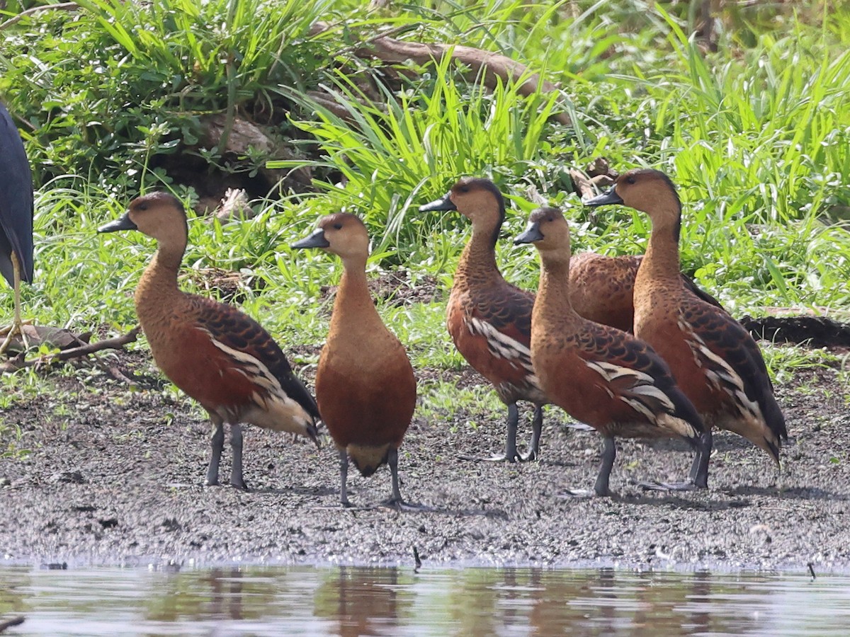 Wandering Whistling-Duck - ML479150631