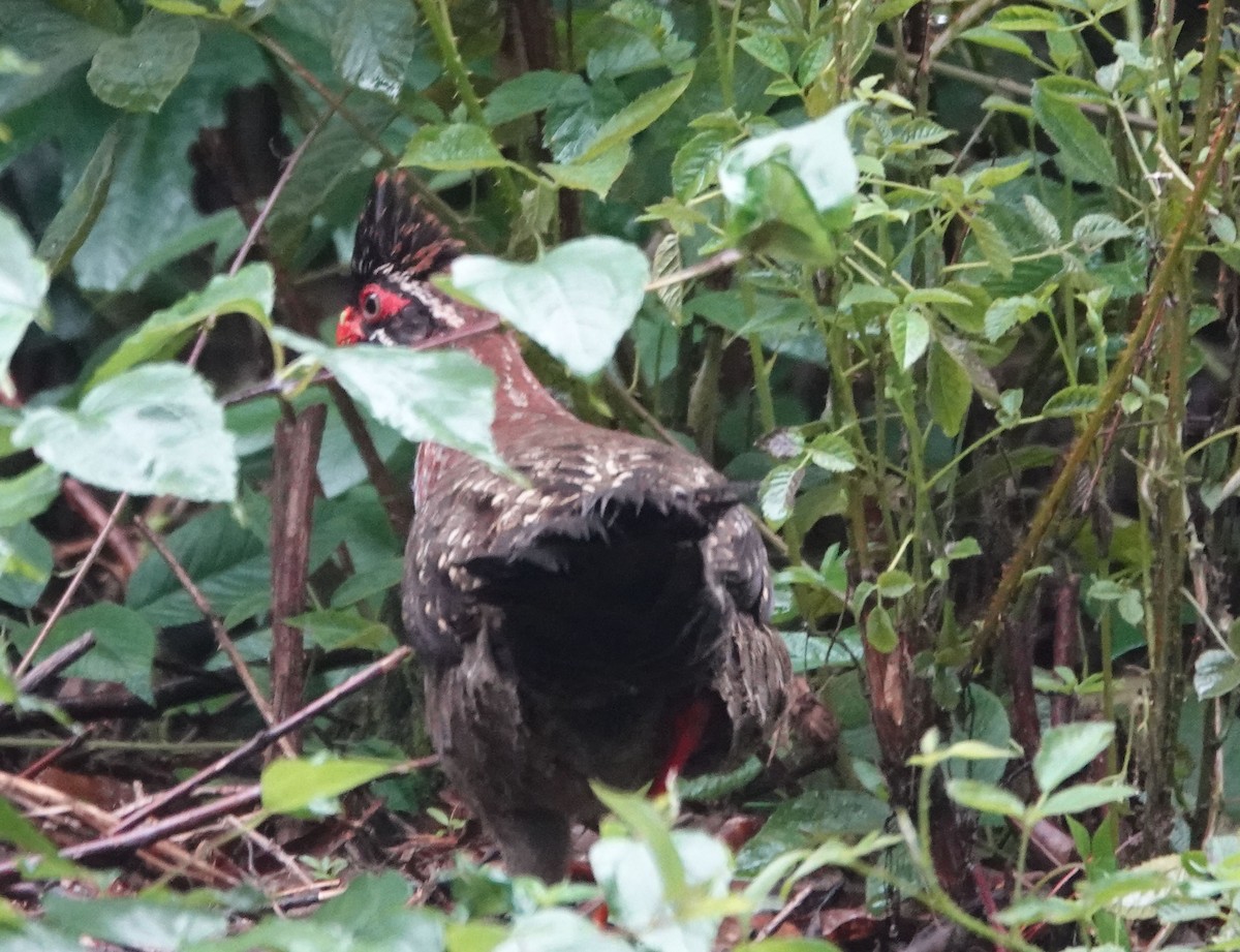 Long-tailed Wood-Partridge - ML479151161