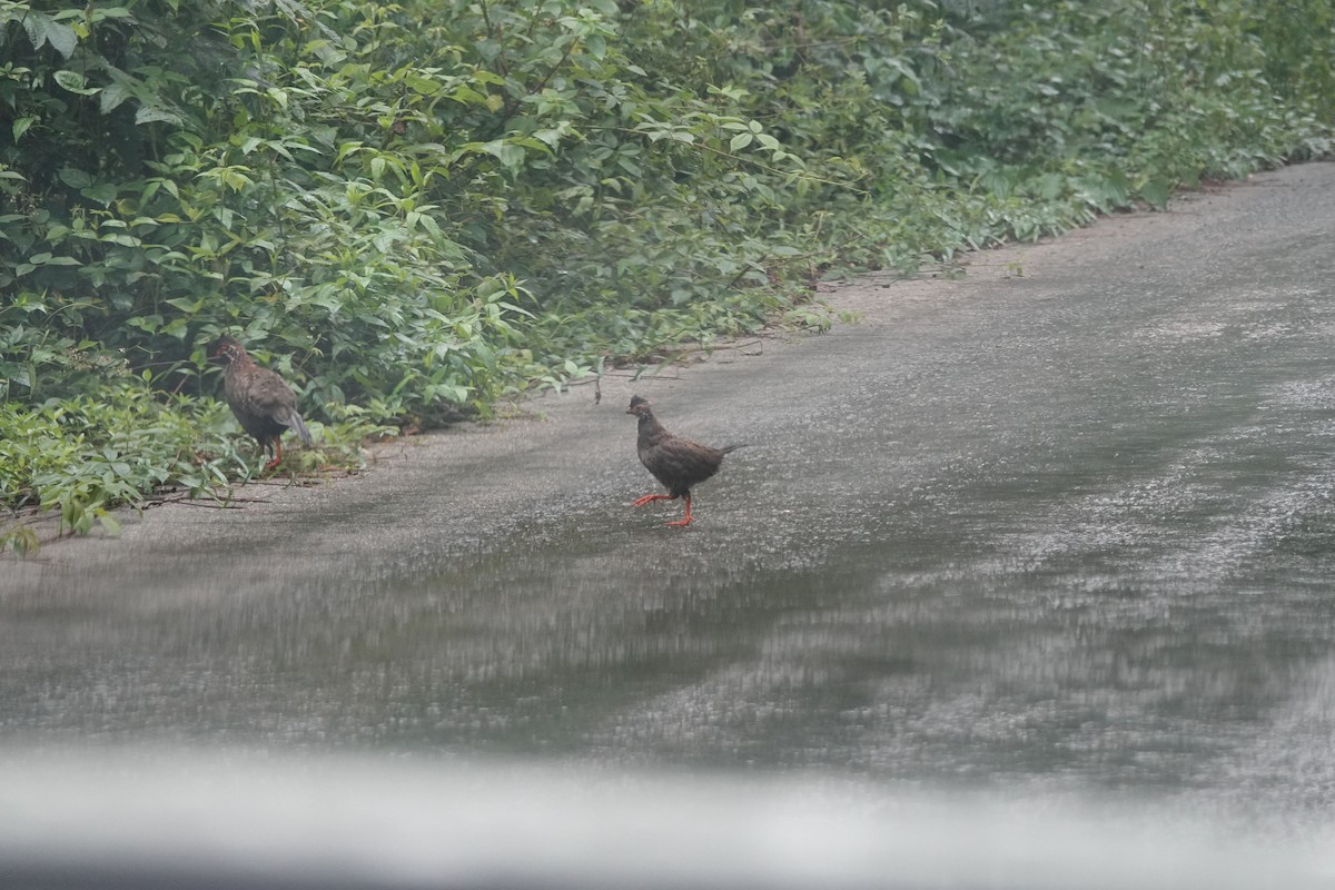 Long-tailed Wood-Partridge - ML479151171