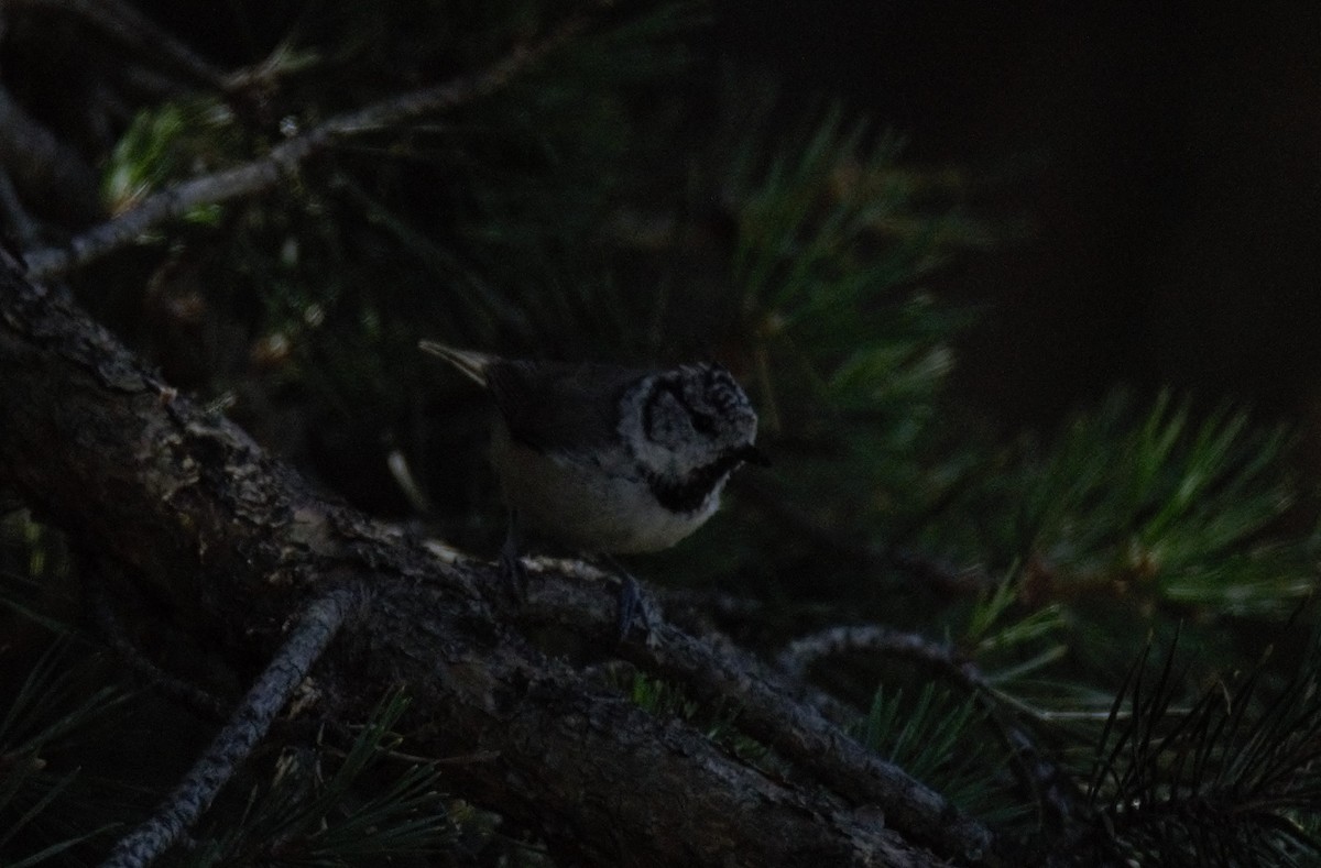 Crested Tit - ML479151201