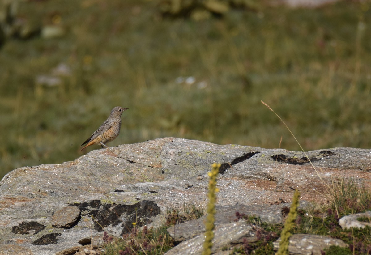 Rufous-tailed Rock-Thrush - ML479151391