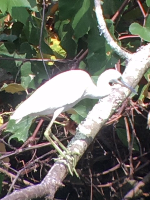 Little Blue Heron - ML479153091