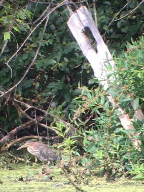 Green Heron - ML479153151