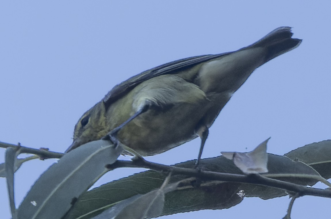 Tennessee Warbler - ML479153671