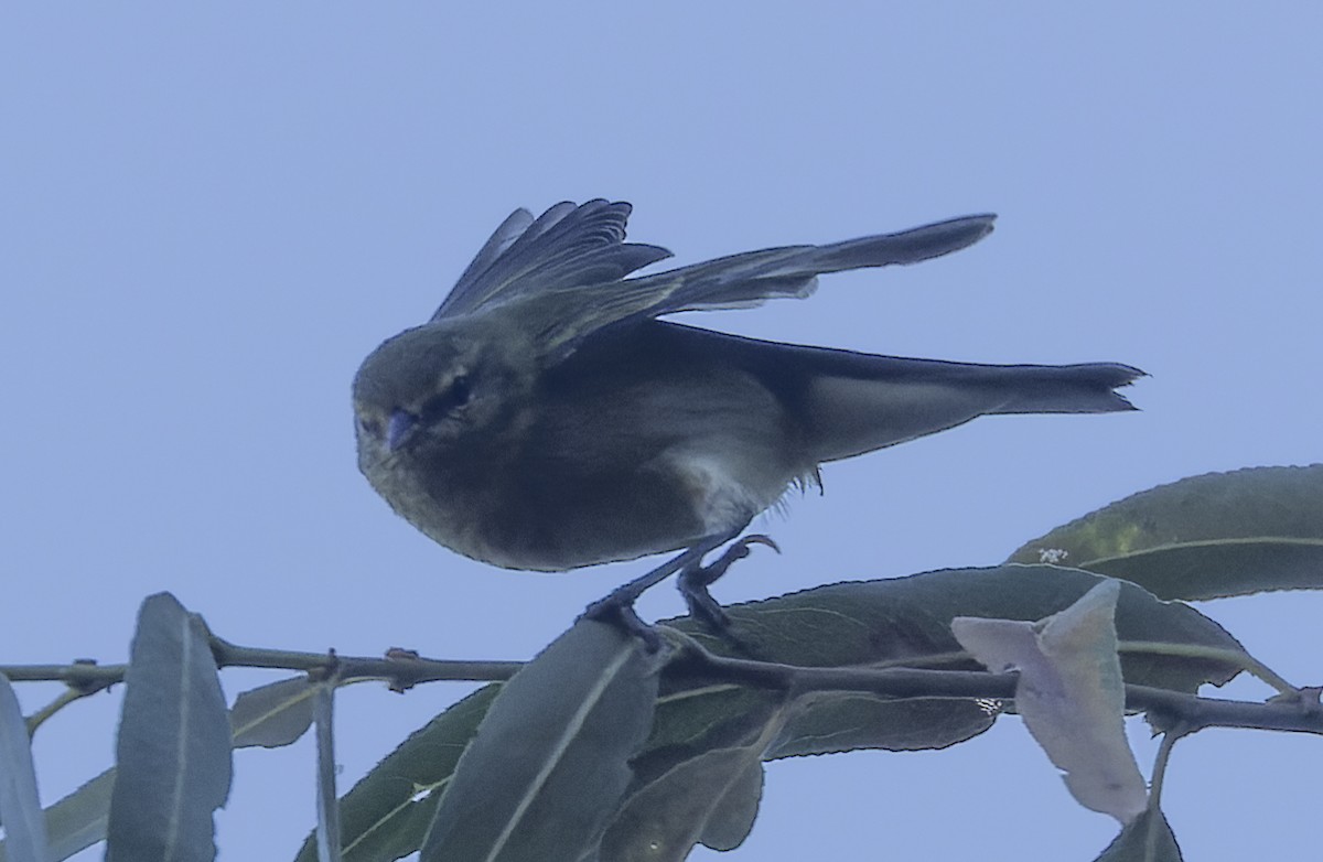 Tennessee Warbler - ML479153691