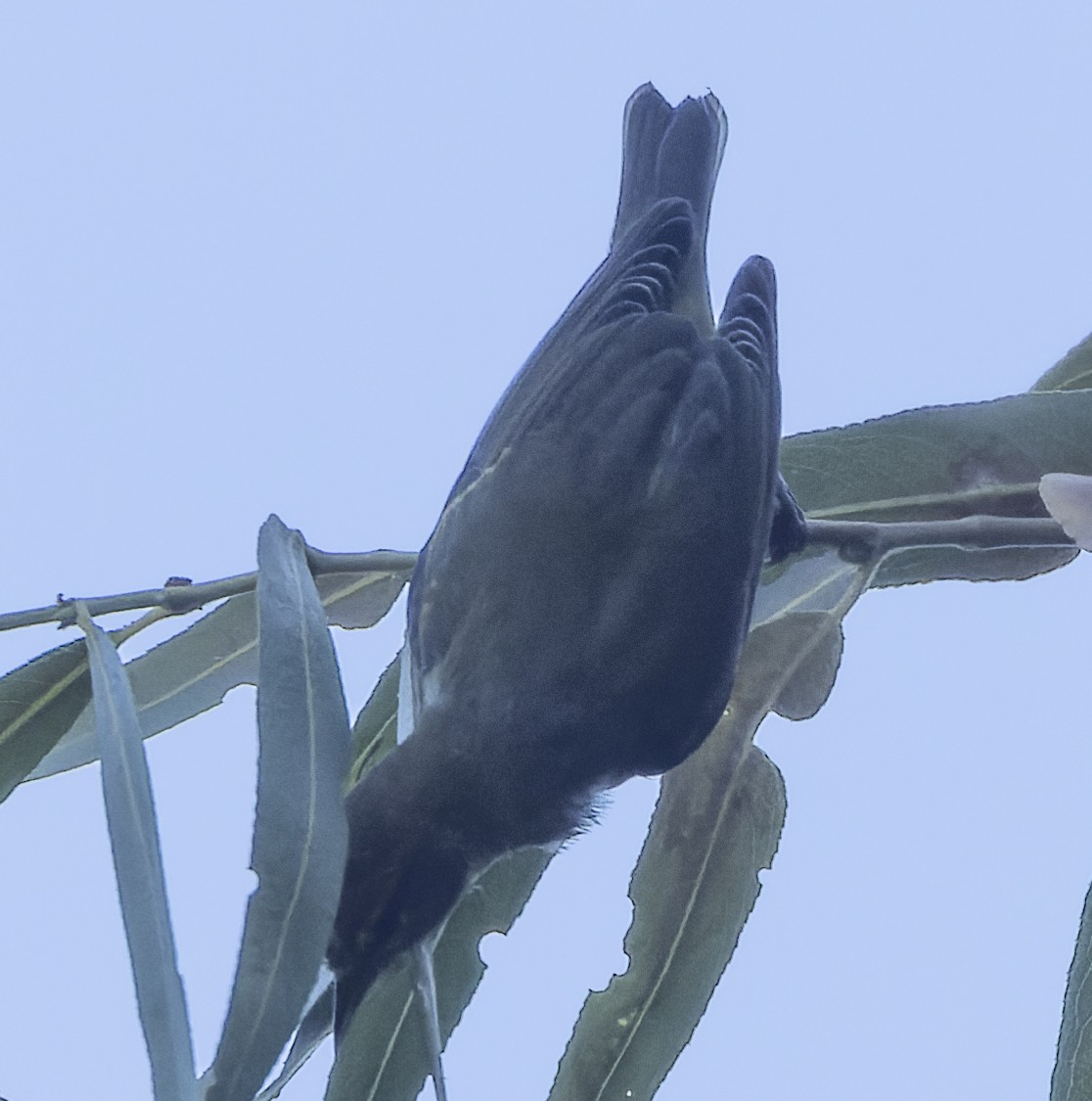 Tennessee Warbler - ML479153701