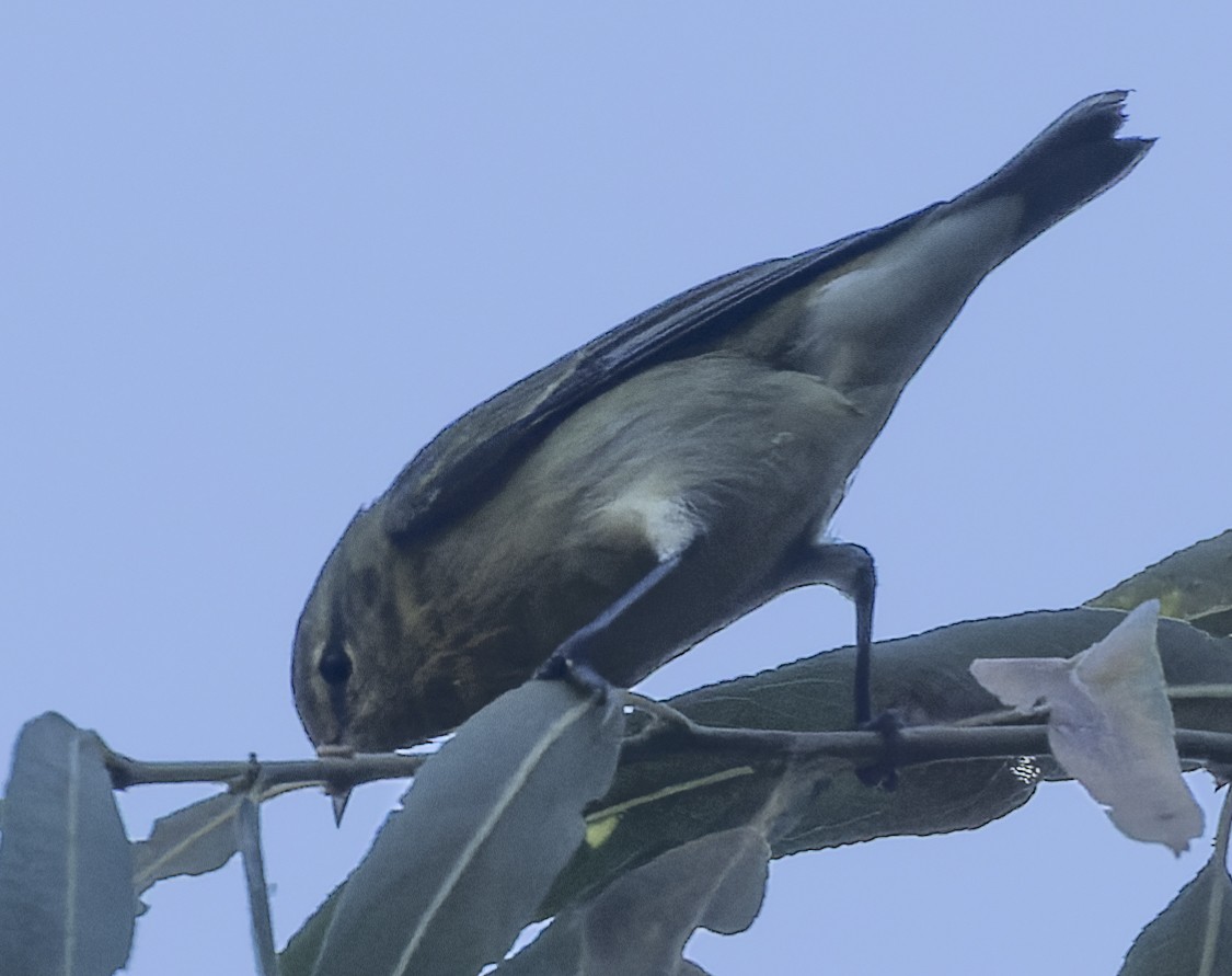 Tennessee Warbler - ML479153711