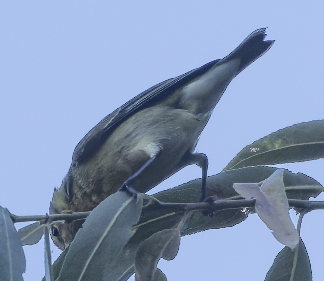 Tennessee Warbler - ML479153721