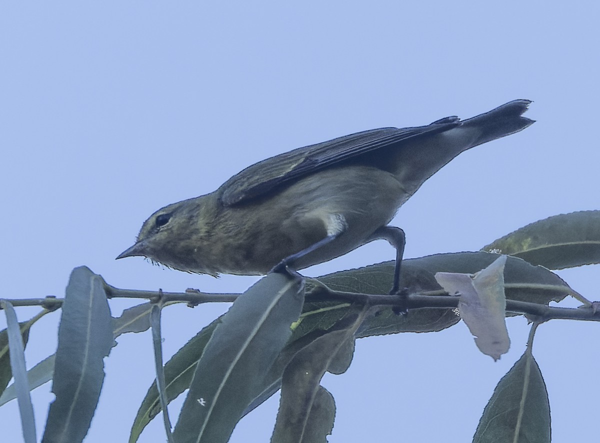Tennessee Warbler - ML479153731