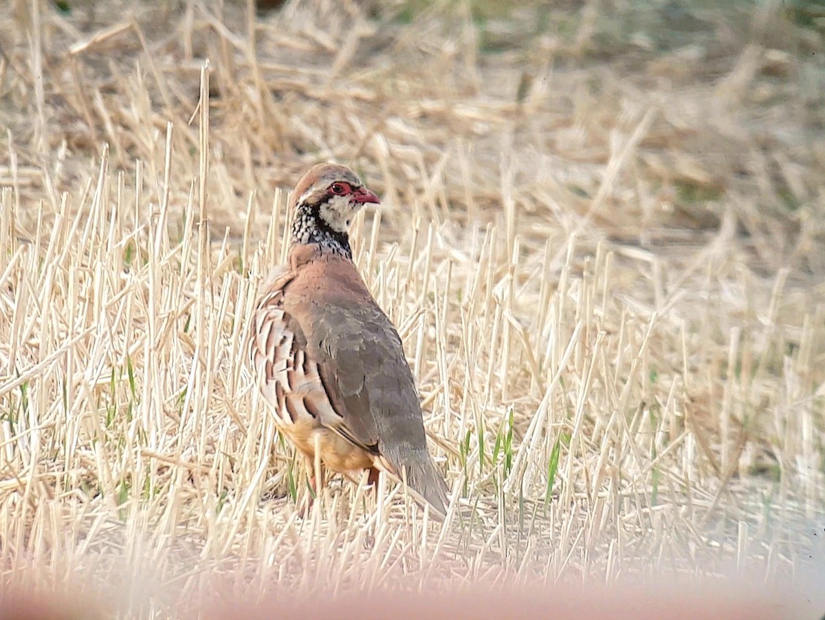 Red-legged Partridge - Samuel Simpson