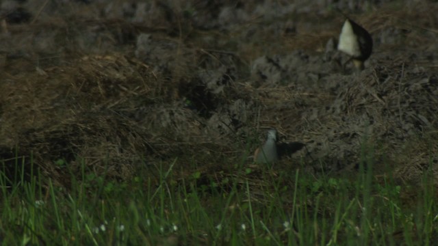 Bar-shouldered Dove - ML479155