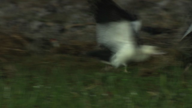 Radjah Shelduck - ML479156