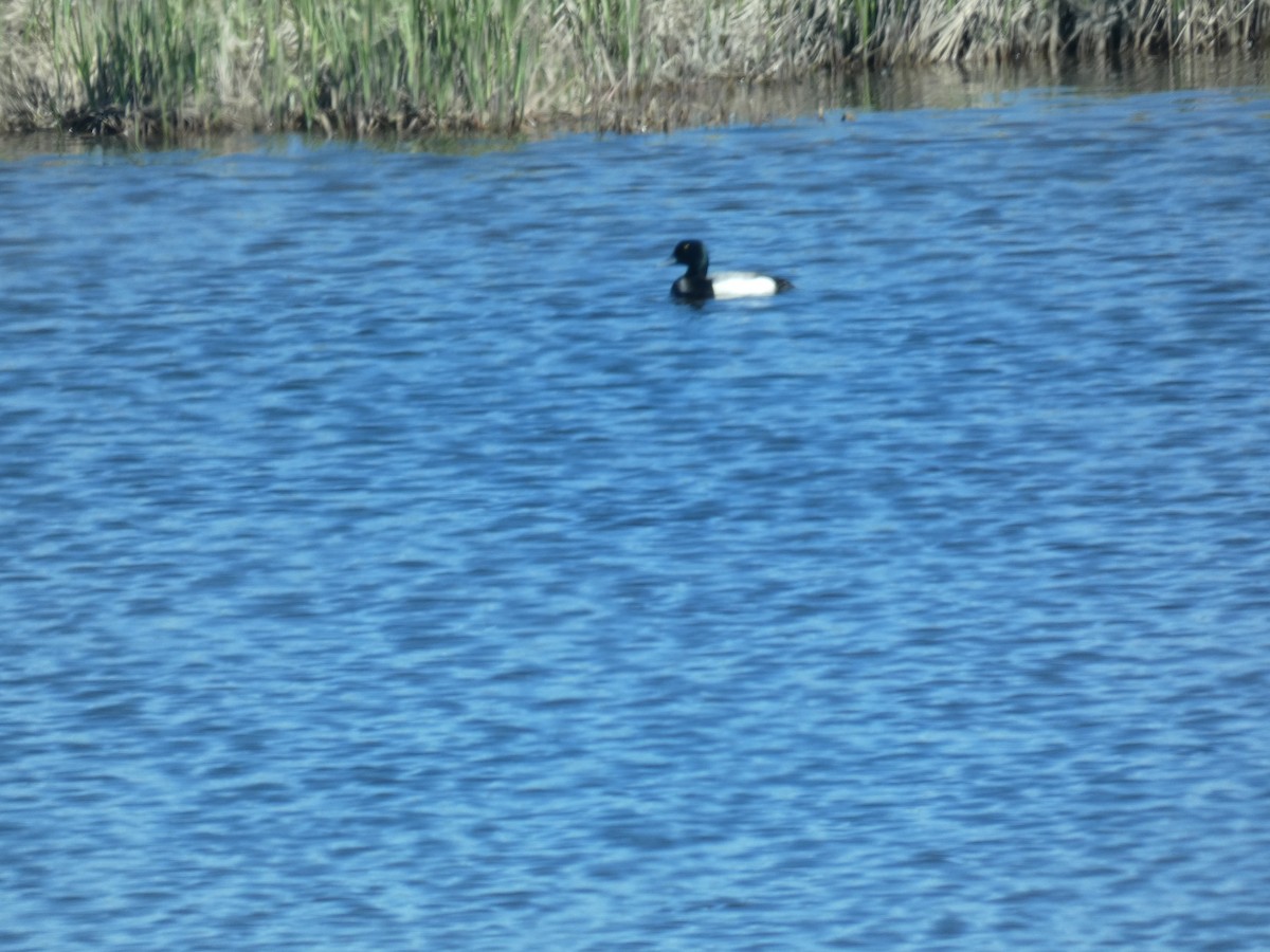 Greater Scaup - ML479156251