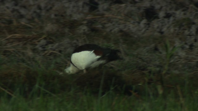 Radjah Shelduck - ML479157