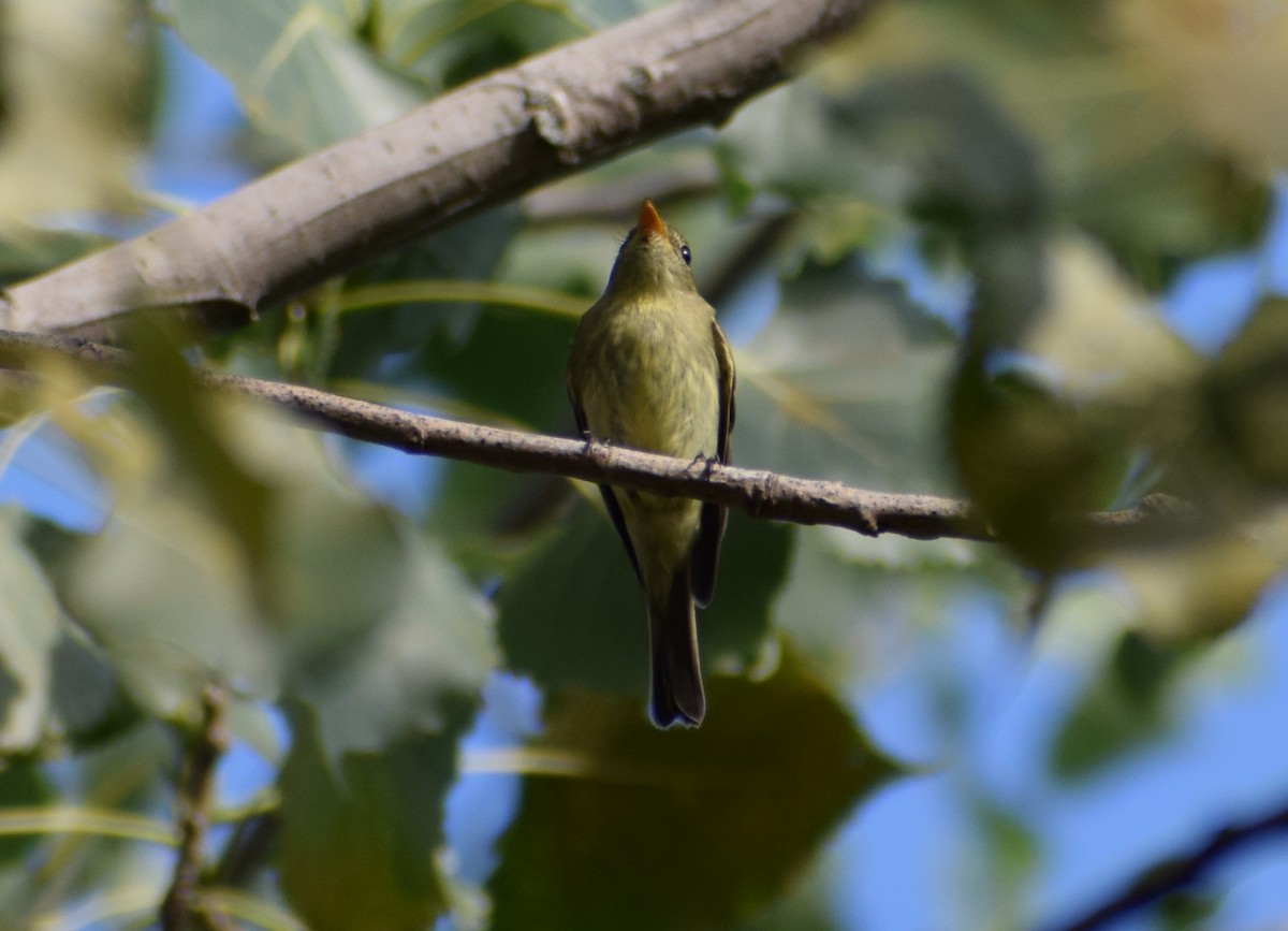 Yellow-bellied Flycatcher - ML479157231