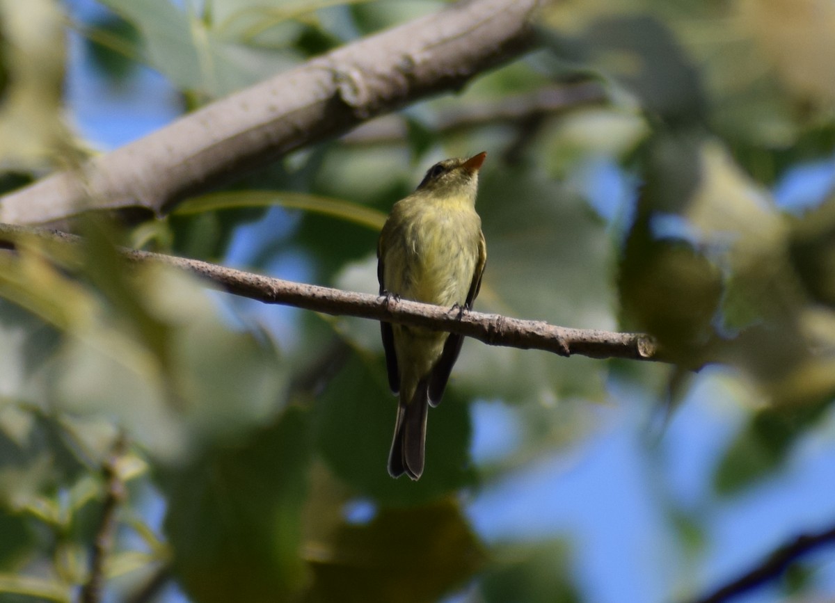 Yellow-bellied Flycatcher - ML479157241