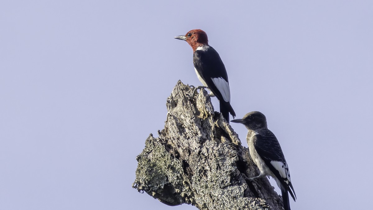 Red-headed Woodpecker - ML479157331