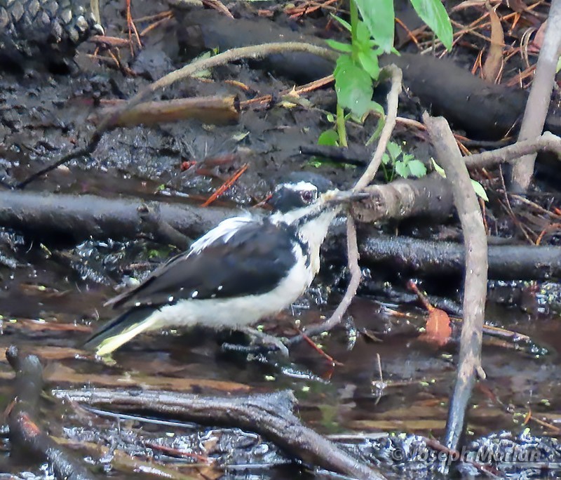 Hairy Woodpecker - ML479157821