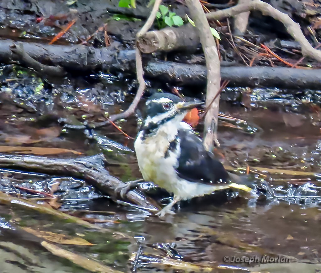 Hairy Woodpecker - ML479157831