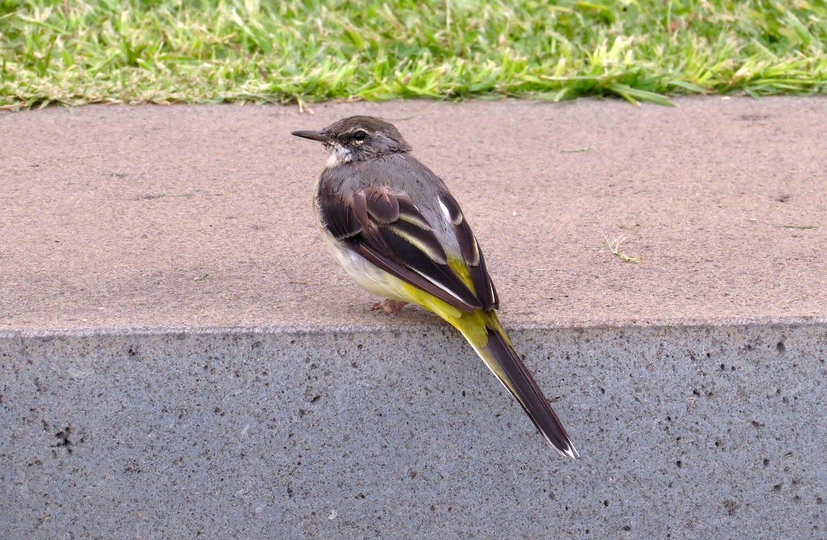 Gray Wagtail - ML479158771