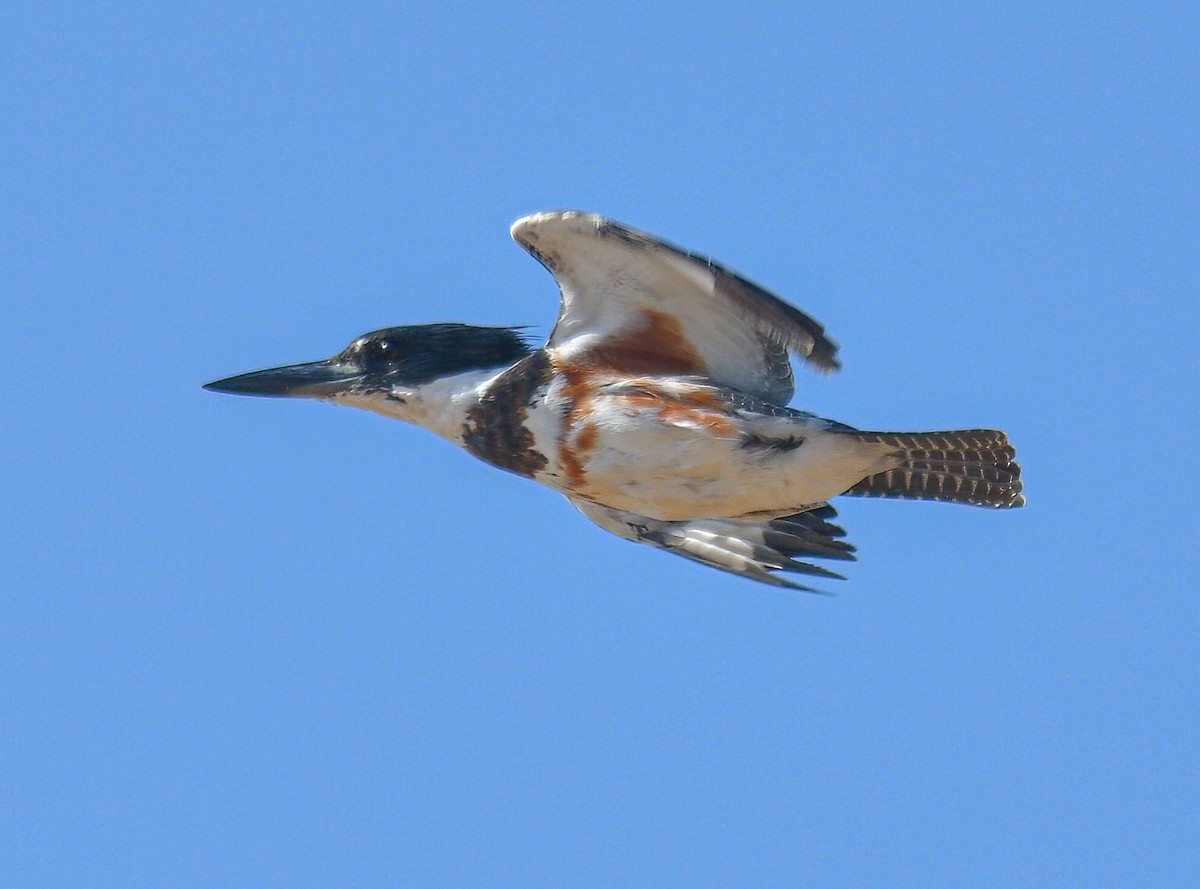 Martin-pêcheur d'Amérique - ML479158911