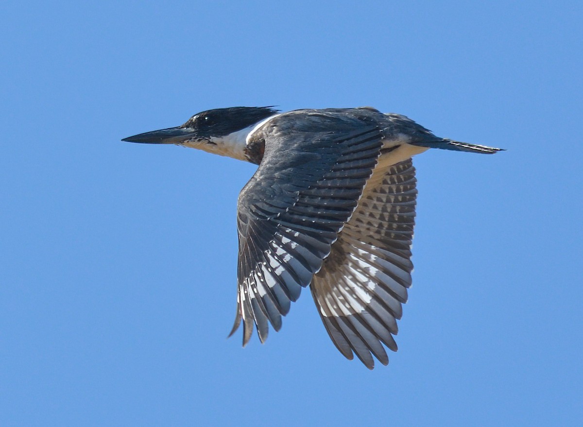 Martin-pêcheur d'Amérique - ML479158921